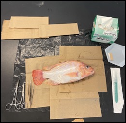 Dissecting tilapia from the aquaponics system helped to understand fish physiology we were studying in the field.